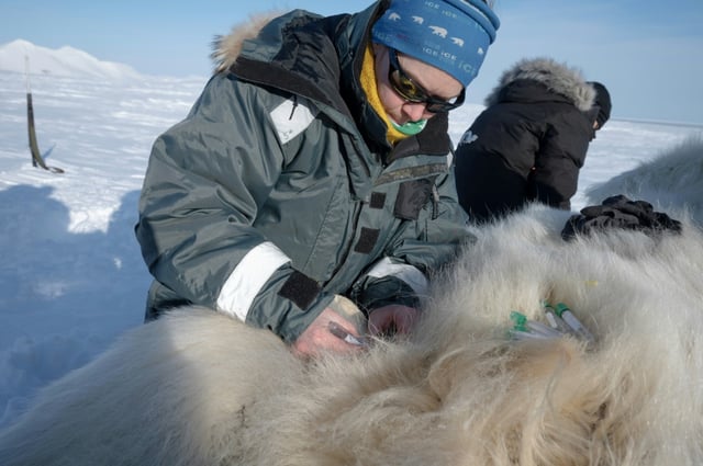 La scientifique française Marie-Anne Blanchet prélève des biopsies de tissus graisseux et des échantillons de sang sur un ours polaire sous sédatif, dans l'est du Spitzberg, dans l'archipel du Svalbard, le 11 avril 2025