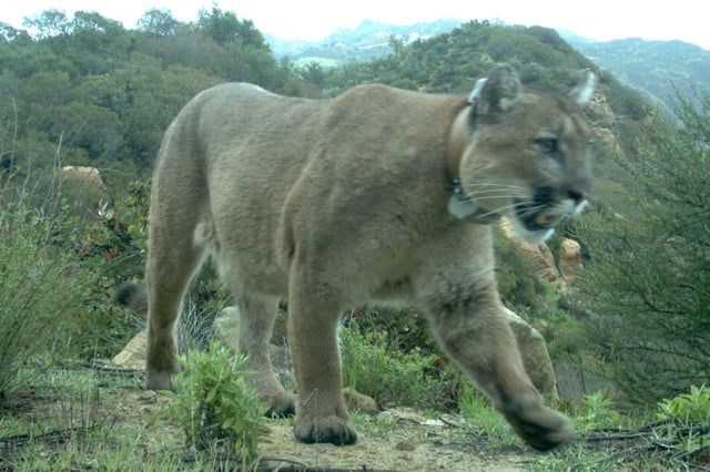Mountain lions live across large tracts of the U.S.