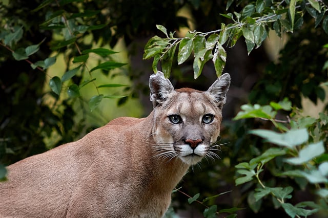 Moreno: temor entre vecinos por un puma suelto en La Reja