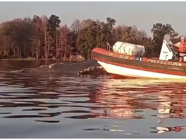 Es la tercera ballena muerta encontrada en dos semanas (Captura de video).