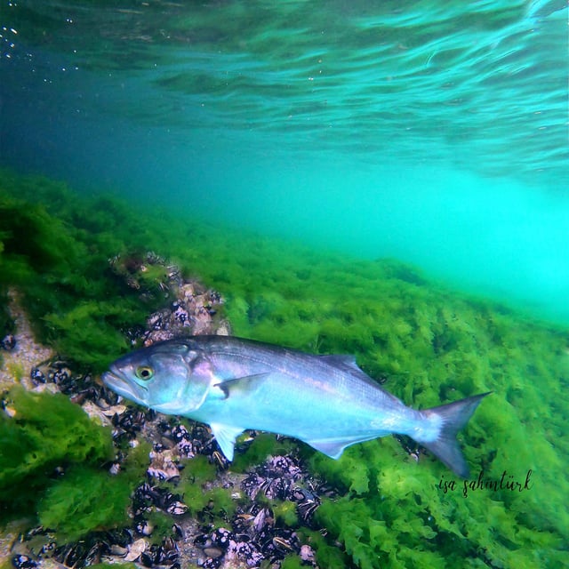 Imagen de una anjova en aguas del Mediterráneo.