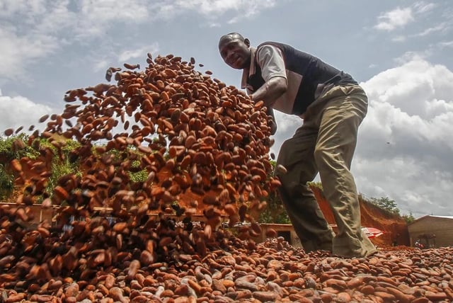 Productor de cacao en Costa de Marfil.
