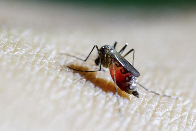 A female mosquito is seen on the forearm of a health technician in a laboratory at the entomology department of the Ministry of Public Health in Guatemala City, February 4, 2016. REUTERS/Josue Decavele/File Photo