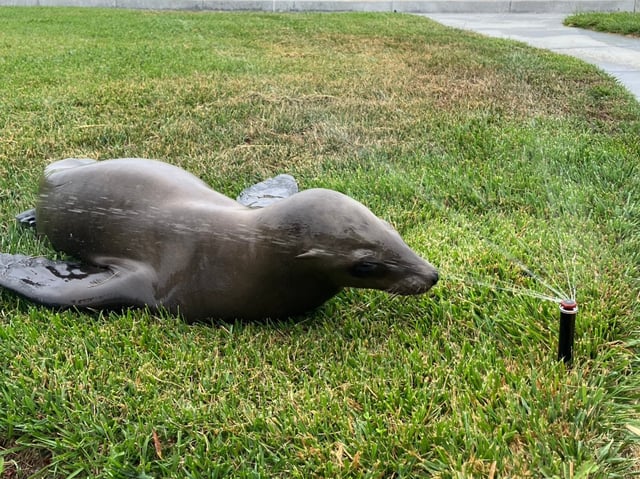 A young sea lion faces a lawn sprinkler after rescuers guided it away Point San Pedro Road in San Rafael, Calif., on Saturday, July 19, 2025. (Provided by San Rafael Police Department)