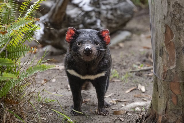 Image shared by the San Diego Zoo of one of the two Tasmanian devil brothers who are now under their care. 