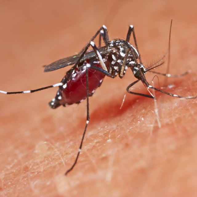 Stechmücken der Gattung Aedes können das Chikungunya-Virus übertragen 