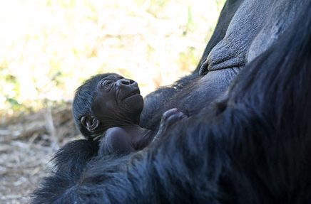 A critically endangered baby gorilla cuddles with its mom, 32-year-old Western lowland gorilla Asha, at the Cheyenne Mountain Zoo in Colorado Springs. The baby was born July 21, 2025, and is the first gorilla born at the zoo in nearly 13 years. (Courtesy of the Cheyenne Mountain Zoo)