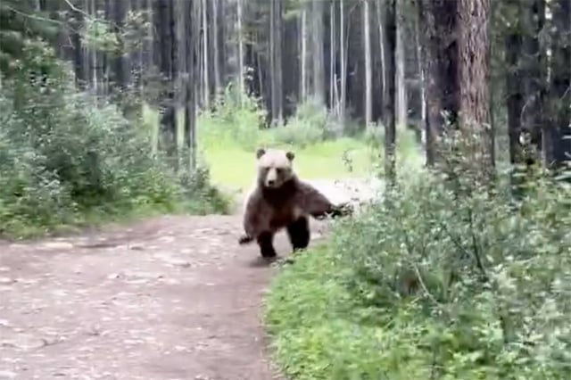 Lori Arnason and Howard Mah came face to face with a grizzly bear, seen in this handout image from video, while hiking through Troll Falls in Kananaskis, Alta., on Saturday, July 19, 2025. THE CANADIAN PRESS/Handout - Lori Arnason and Howard Mah (Mandatory Credit)