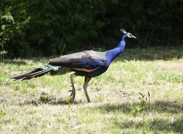 A peacock roams the grounds at the Ryde Hotel Tuesday, July 22, 2025, in Walnut Grove, Calif. (AP Photo/Terry Chea)