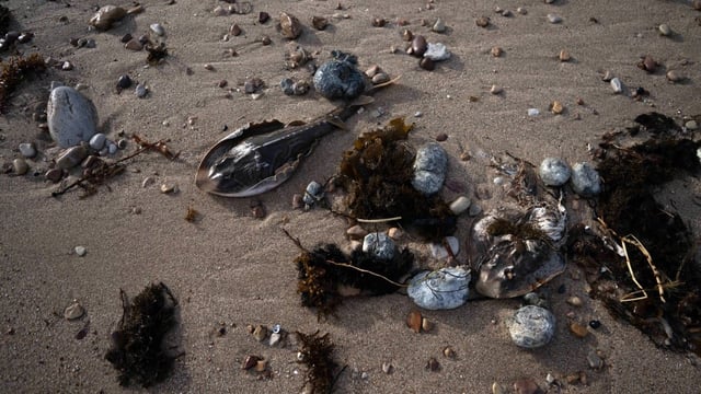 A toxic algal bloom washes dead and dying sea creatures between O'Sullivan Beach and Hallett Cove in Adelaide, Australia, on July 12. The algal bloom, first detected in March, spans an area 4,500 square kilometres in size and has been aggravated by rising ocean temperatures, environment officials say.