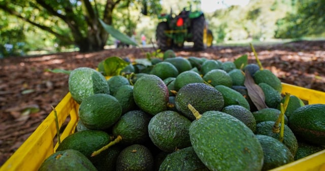 El Secretario de Agricultura, Julio Berdegué Sacristán, dio a conocer este martes que el Ministerio de Agricultura de Brasil publicó un nuevo protocolo para permitir la importación de aguacate mexicano al país sudamericano. Foto: Juan José Estrada Serafín, Cuatoscuro