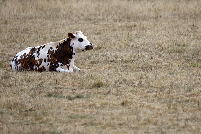 A cow lies on dry grass in a field in Ligne, near Nantes, as the Loire-Atlantique department faces severe drought conditions, western France, July 17, 2025. REUTERS/Stephane Mahe/File Photo