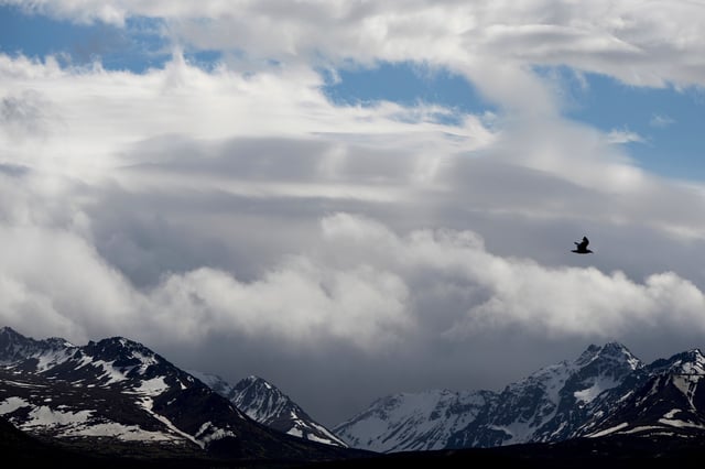 FILE - A bird flies near the Chugach Mountains in Anchorage, Alaska, June 3, 2025. (AP Photo/Jenny Kane, File)