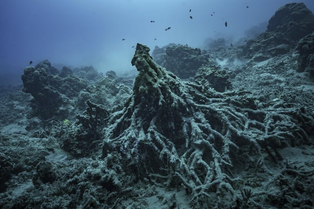 What remains of the "Tree of Life" on Sunday, July 20, 2025, is visible off the coast of Efate Island, Vanuatu, after being toppled by cyclones in 2023 and further damaged by an earthquake in 2024. (AP Photo/Annika Hammerschlag)