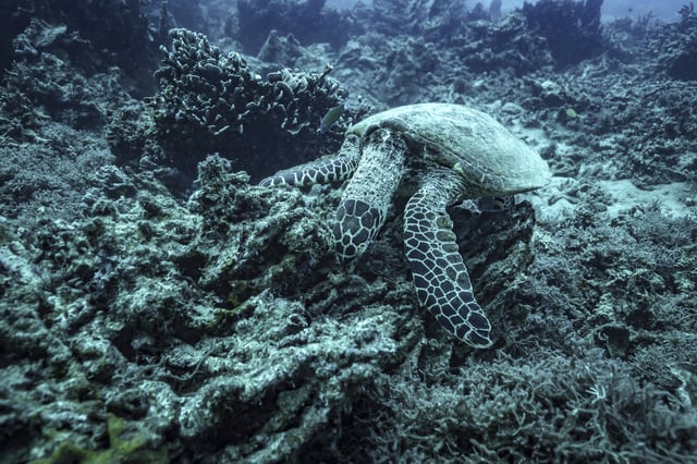 A sea turtle nibbles on what remains of the once vibrant reef at Havannah Harbour, off the coast of Efate Island, Vanuatu, on Sunday, July 20, 2025. (AP Photo/Annika Hammerschlag)