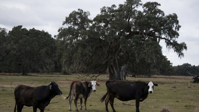 Karnataka to ban taking cattle for a feed into the forests. 