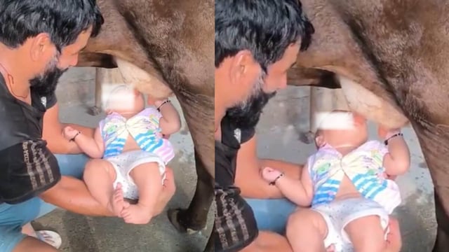 A baby being fed raw milk from a cow’s udder stirred debate over health risks.