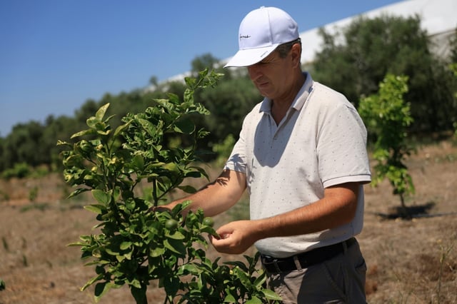 L'agronome Altin Hila inspecte un pamplemoussier dans sa ferme à Divjake, le 1er juillet 2025 en Albanie