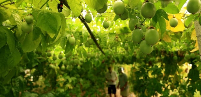 Des fruits de la passion dans la serre de 'Irakli Shkoza, un agriculteur de Divjake, à 90 kilomètres de Tirana, le 1er juillet 2025 en Albanie