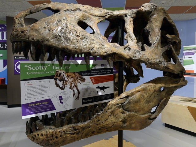  The head of Scotty the T. rex at the Royal Saskatchewan Museum in Regina.
