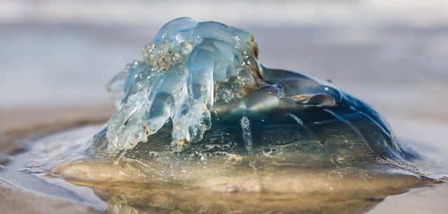 Eine blaue Nesselqualle liegt am Strand auf Sylt