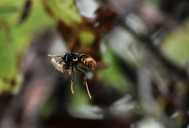 Un retraité est mort mardi après avoir été piqué par des frelons asiatiques dans son jardin à Fismes dans la Marne