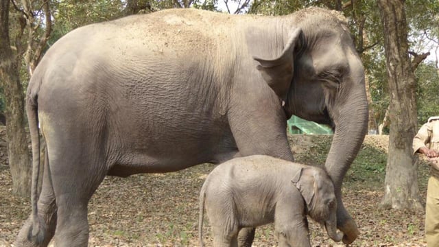 A female elephant and her calf at elephant camp in Kaziranga National Park. (FILE IMAGE)