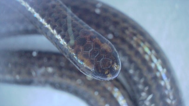 The Barbados threadsnake, a species lost to science for 20 years, was found during an ecological survey on Barbados by the Barbados Ministry of the Environment and National Beautification and Re:wild in March 2025. Image courtesy of Connor Blades