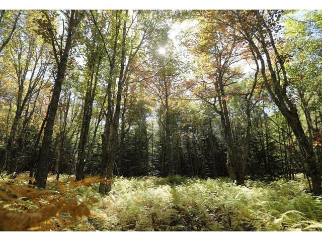  An example of the forest habitat in the Chignecto Isthmus, an important wildlife corridor between New Brunswick and Nova Scotia.