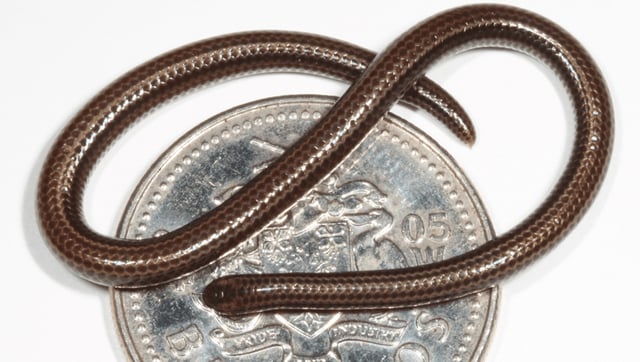 The World's Tiniest Snake Was Lost To Science For 20 Years. Now, It's Back, And We Have Photos