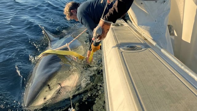 Researchers have nicknamed the more than 13 and a half foot ocean beast “Contender” because he’s “the ultimate ocean warrior.”