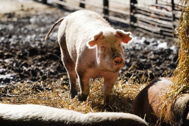 A hog walks in a holding pen on the Ron Mardesen farm near Elliott, Iowa, in 2021.