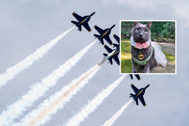 Main: The Blue Angels conduct their practice performance for their annual show and flight performance during Commissioning Week at the United States Naval Academy in Annapolis, Maryland on May 20, 2025. 
Inset: Layla, the cat
