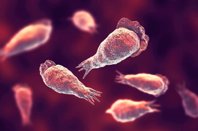 Brain-eating amoeba. (Shutterstock)