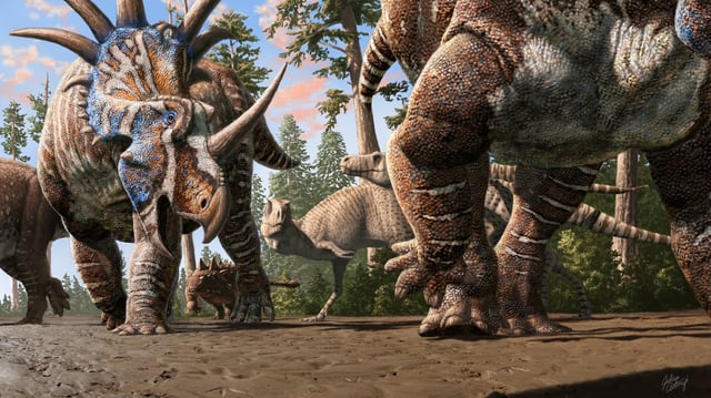 A herd of ceratopsians (Styracosaurus albertensis) accompanied by an ankylosaur (Euplocephalus tutus) walk through an old river channel under the watchful eyes of two tyrannosaurs (Gorgosaurus libratus).