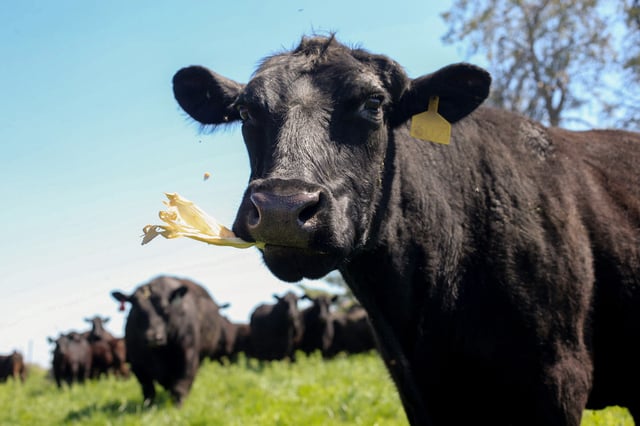 Angus cattle graze at a farm in Tiffin, Iowa, on May 6, 2025. 