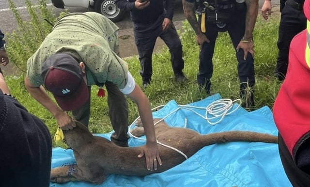 Resguardan ejemplar de puma reportado en Pátzcuaro