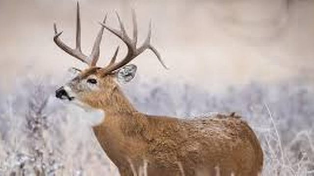 A whitetail deer in Kansas.