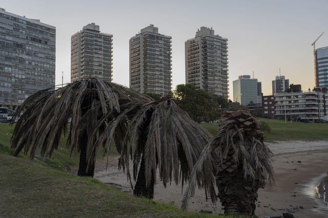 Palm trees stand on Buceo beach in Montevideo, Uruguay, Thursday, June 19, 2025, as authorities continue to battle the red palm weevil, an insect imported from Southeast Asia that devours palm trees.(AP Photo/Matilde Campodonico)
