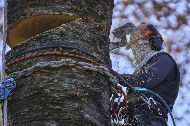 Gardener Maximiliano Arebalo bucks a dead palm tree in Montevideo, Uruguay, Thursday, July 10, 2025, as thousands of palm trees in the South American country have been devoured by the red palm weevil since its unexplained arrival from Southeast Asia in 2022. (AP Photo/Matilde Campodonico)