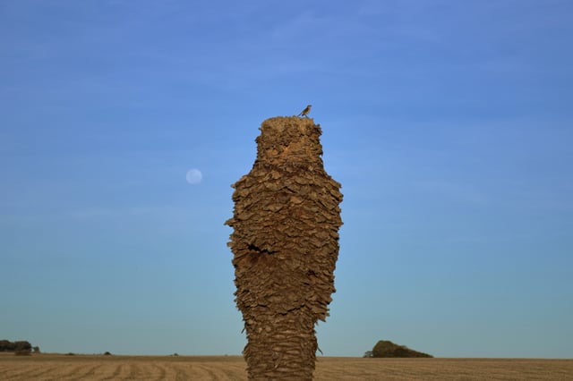 A bird perches on the trunk of a dead palm tress, near Peaje Mendoza, in Florida, Uruguay, Wednesday, July 9, 2025, as thousands of palm trees in the South American country have been devoured by the red palm weevil since its unexplained arrival from Southeast Asia in 2022. (AP Photo/Matilde Campodonico)