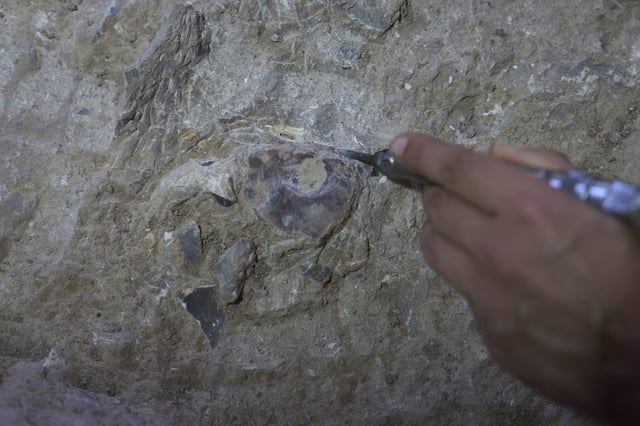 Volunteers work in Tinshemet Cave, where archaeologists are excavating one of the world's oldest known burial sites, dating back 100,000 years, near Shoam, Israel, Tuesday, July 15, 2025. (AP Photo/Ariel Schalit)
