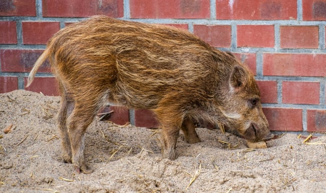 Ein vermeintlicher Einbrecher hat sich im rheinland-pfälzischen Neustadt an der Weinstraße als junges Wildschwein entpuppt. Wie die örtliche Polizei mitteilte, wurde sie wegen verdächtiger Geräusche in einem Keller zu einem Haus alarmiert.