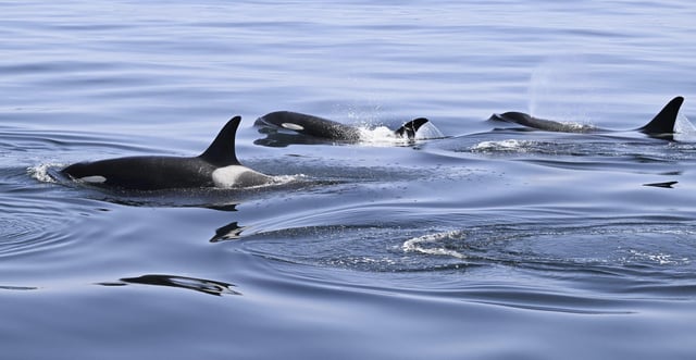 File photo of killer whales, taken off Rausu, Hokkaido, northern Japan, on June 13, 2025.
