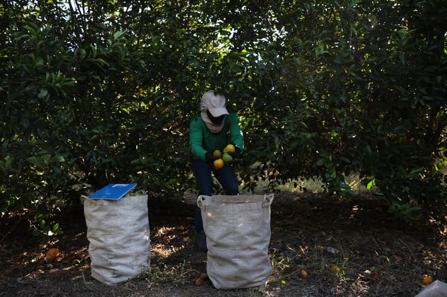 A worker harvests oranges on a farm in Formoso, state of Minas Gerais, Brazil July 16, 2025. REUTERS/Adriano Machado