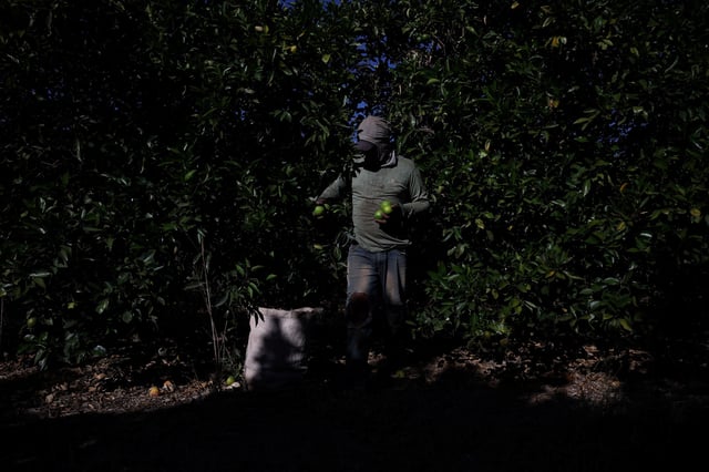 A worker harvests oranges on a farm in Formoso, state of Minas Gerais, Brazil July 16, 2025. REUTERS/Adriano Machado