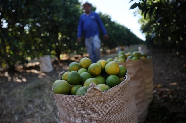 A worker harvests oranges on a farm in Formoso, state of Minas Gerais, Brazil July 16, 2025. REUTERS/Adriano Machado