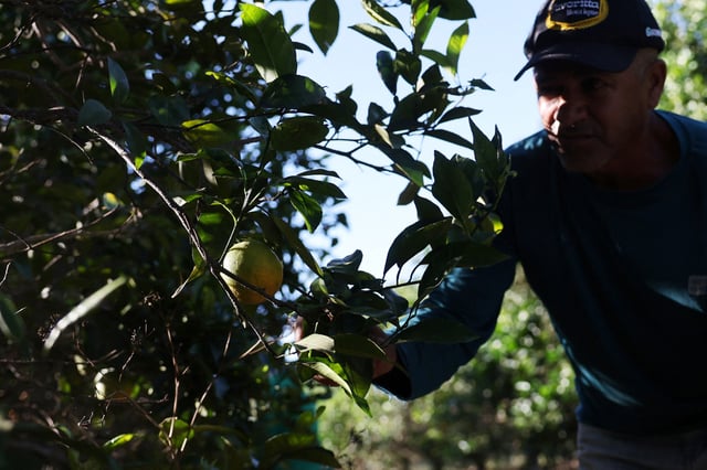 A worker harvests oranges on a farm in Formoso, state of Minas Gerais, Brazil July 16, 2025. REUTERS/Adriano Machado