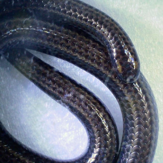 Barbados threadsnake (Tetracheilostoma carlae) (Connor Blades 2025)