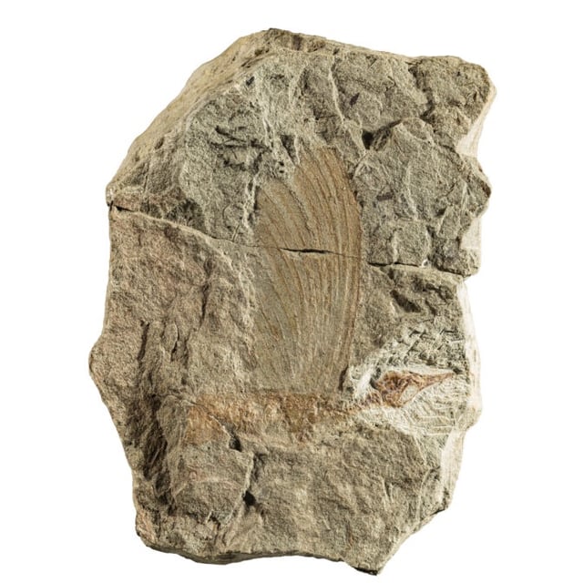 This fossil is of an ancient reptile, the Mirasaura grauvogeli. Housed at the State Museum of Natural History Stuttgart in  Germany, it shows a bird-like skull with a crest along its back. The fossil is forcing a rethink of the evolution of skin and feathers in reptiles. Image via The Conversation/ Stephan Spiekman (CC BY-NC-ND).